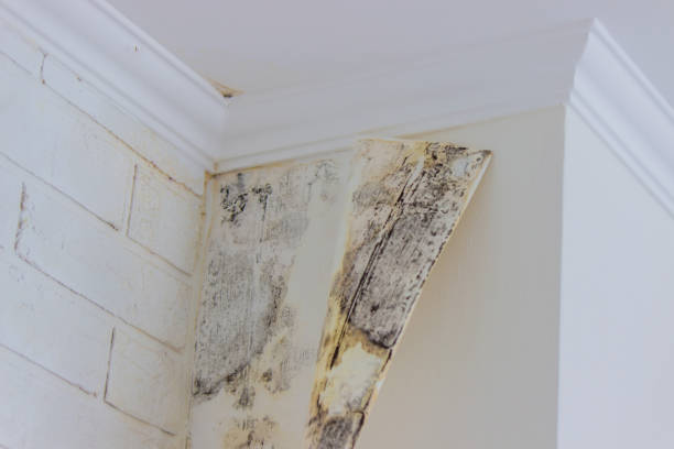 Best Commercial Mold Inspection  in Millbourne, PA